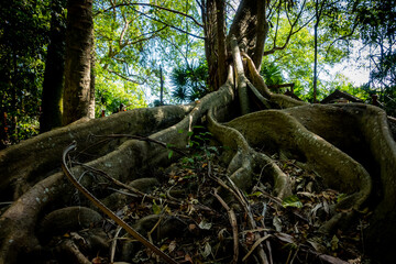 Obraz premium Chanod or Chanot Tree gigantic palm-like tree at Wat Kham Chanot Wang Nakhin dwelling of the great Sri Sut Tho Naga and Buddhist sites in the Issan region of Udon Thani Province, Thailand