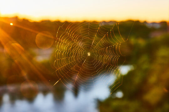 Detailed small spider web with golden light and soft green behind