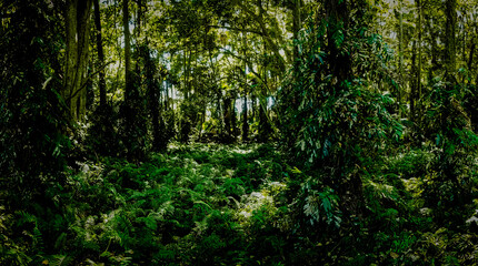 Fototapeta premium Chanod or Chanot Tree gigantic palm-like tree at Wat Kham Chanot Wang Nakhin dwelling of the great Sri Sut Tho Naga and Buddhist sites in the Issan region of Udon Thani Province, Thailand