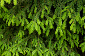 Fir evergreen tree close up