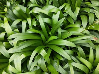 Green leaf plant background photo