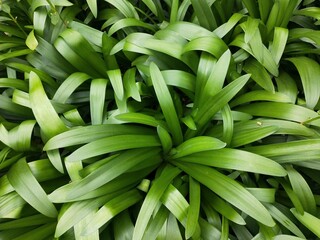 Green leaf plant background photo