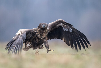 Sea eagle / white tailed eagle ( Haliaeetus albicilla)