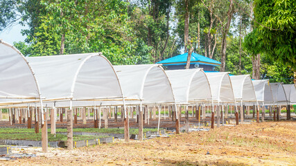 Tunnel greenhouse to propagate timber tree seedlings belong to plantation company at Kutai Timur, Kalimantan Timur - 553377197