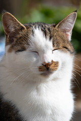 Fototapeta premium 日を浴びて