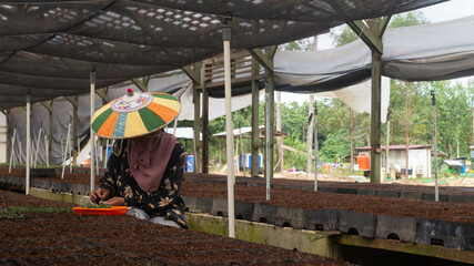 Female worker using  colorful Dayak traditional hat (Seraung) transplanting eucalyptus seedlings in the nursery - 553377304