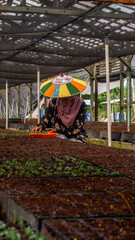 Female worker using  colorful Dayak traditional hat (Seraung) transplanting eucalyptus seedlings in the nursery - 553377343