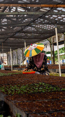 Female worker using  colorful Dayak traditional hat (Seraung) transplanting eucalyptus seedlings in the nursery - 553377355