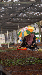 Female worker using  colorful Dayak traditional hat (Seraung) transplanting eucalyptus seedlings in the nursery - 553377358