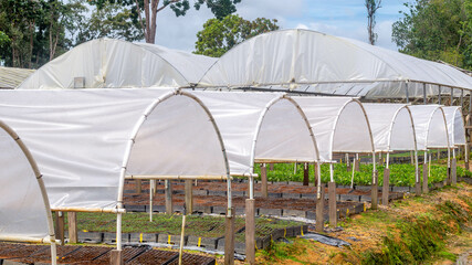 Tunnel greenhouse to propagate timber tree seedlings belong to plantation company at Kutai Timur, Kalimantan Timur - 553377395