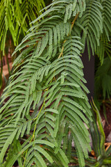 Rainforest fern plant in detail muted greens