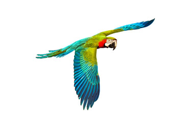 Colorful flying parrot isolated on transparent background.