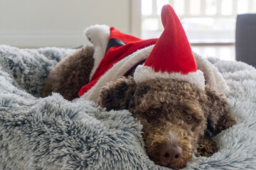 Chocolate brown Bernedoodle laying on dog bed with christmas hat and santa costume on. Tired puppy dog on christmas day.