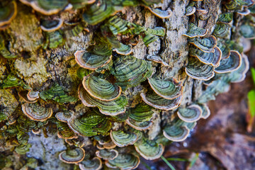 Mushrooms and green fungi details on old log