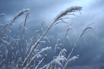 ススキに新雪