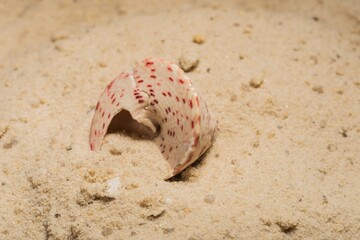 Fine sand on the seashore is an abstract background. Photography overlays- clip art