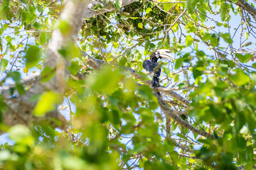 hornbill bird on branch in forest