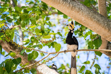 hornbill bird on branch in forest © Sunanta