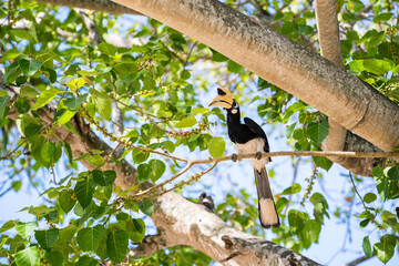 hornbill bird on branch in forest © Sunanta
