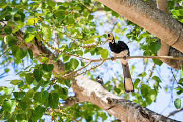 hornbill bird on branch in forest © Sunanta