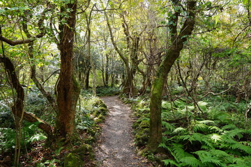 Fototapeta na wymiar autumn forest with path