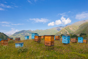 Wooden beehives against the backdrop of mountains. Beehives in a colorful flower meadow in the...
