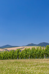 Fototapeta na wymiar Landscape with vineyards and Buchlov castle, Slovacko, Southern Moravia, Czech Republic