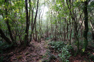 Fototapeta premium autumn path in wild forest