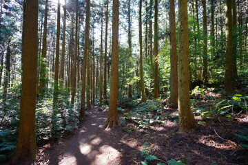 cedar woods and fern in autumn