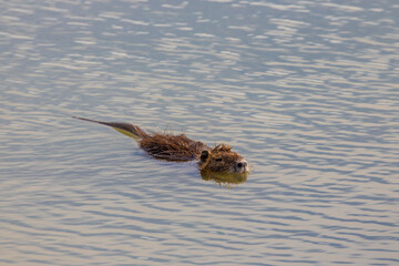 nutria swimming in water,Tuscany, Italy