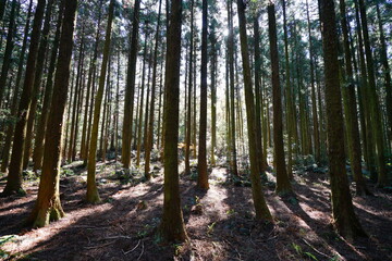 cedar forest in the gleaming sunlight