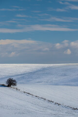 Fototapeta na wymiar winter landscape with a lonely tree in Slovacko, Southern Moravia, Czech Republic