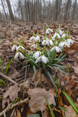 Snowdrops, Podyji, Southern Moravia, Czech Republic