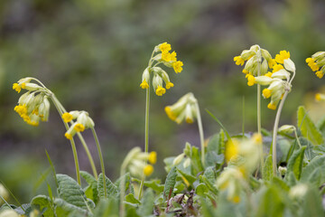 Fototapeta premium wild spring primrose, Northern Bohemia, Czech Republic