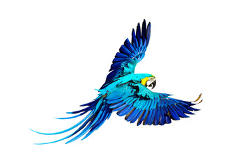 Colorful flying parrot isolated on transparent background png file