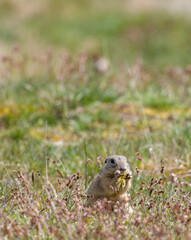 Ground squirrel colony, national natural monuments Radouc, Mlada Boleslav, Czech Republic
