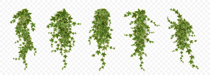 Realistic set of ivy vines hanging on wall png isolated on transparent background. Vector illustration of Hedera plant with green leaves, home interior, garden landscaping or floral design element - obrazy, fototapety, plakaty