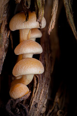 mushrooms in the forest