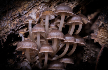mushrooms in the forest © Filip