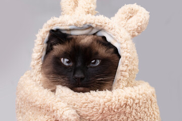 A funny Siamese cat in a fur hat looks into the camera with intelligent eyes. Portrait of a cat in clothes.