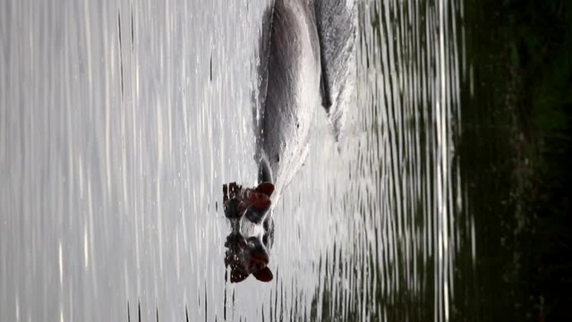 Vertical shot of a hippo diving and splashing water on itself in a river