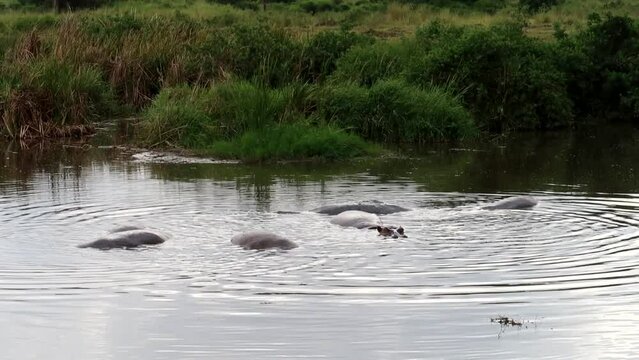 Hand-held shot of a group of hippos diving under the water in Tanzania, Africa