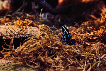 Poison dart frog resting in moss by fallen wood