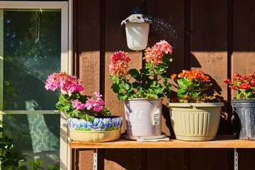 Shelf with flowers in pots on outside of home