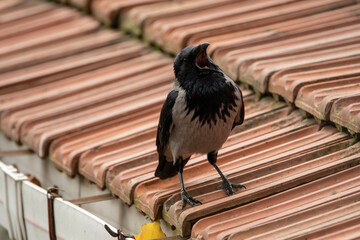 Crow standing on the roof
