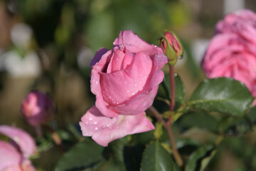 花弁に水滴をいっぱいつけたプレーリーサンライズという名前のバラ