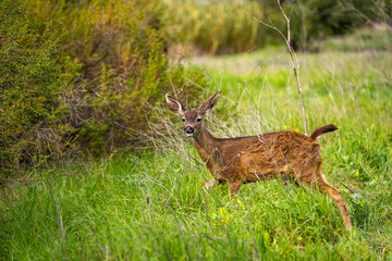 Obraz na płótnie Canvas A young California Mule Deer (Odocoileus hemionus californicus) stands on a meadow. 