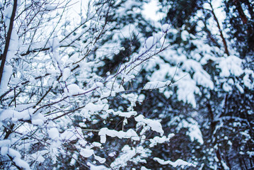 Scenic winter landscape in garden