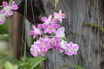 Cambodia. Dendrobium bigibbum, commonly known as the Cooktown orchid or mauve butterfly orchid, is...