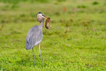 Great blue heron (Ardea cinerea) caught a gopher. 